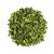 moringa-oleifera-x-1-kg.jpg