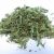 stevia-x-1-kg.jpg